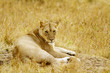 Masai Mara African Lion