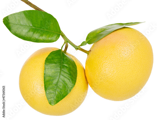 Photo: grapefruit grapefruit