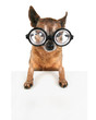 a chihuahua with glasses on