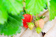 Strawberry farm