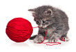 Cute kitten