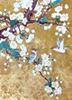 Photo: Hummingbirds and cherries flowers Hummingbirds and cherries flowers