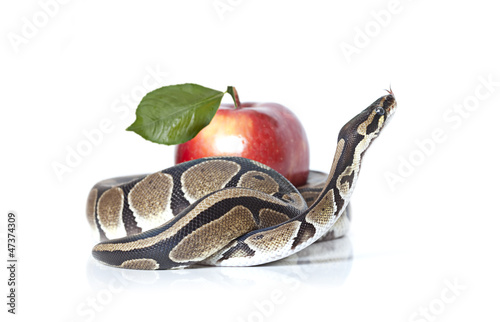 Photo: Royal Python with red apple Royal Python with red apple