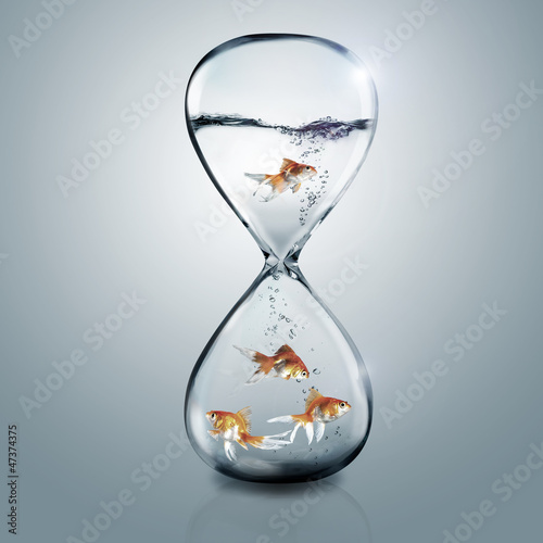 Photo: gold fish in glass sand gold fish in glass sand