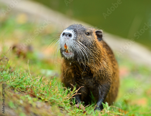 Photo: Muskrat Muskrat