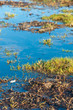 Closeup of a marshy area