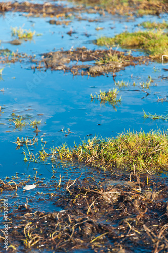 Photo: Closeup of a marshy area Closeup of a marshy area