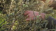 Picking green olives on plantation in Croatia