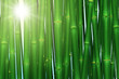 Illustration: Bamboo forest Bamboo forest
