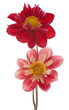 dahlia