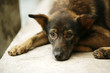 Photo: The sad puppy The sad puppy