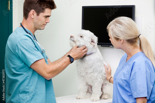 Photo: Veterinarian Doctors Examining A Dog Veterinarian Doctors Examining A Dog