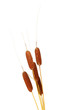 brown reeds, isolated on white