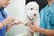 Dog Blood Sample