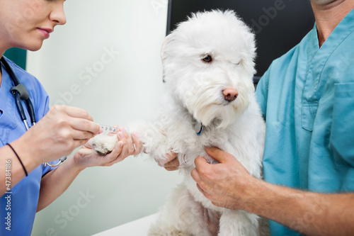 Photo: Dog Blood Sample Dog Blood Sample