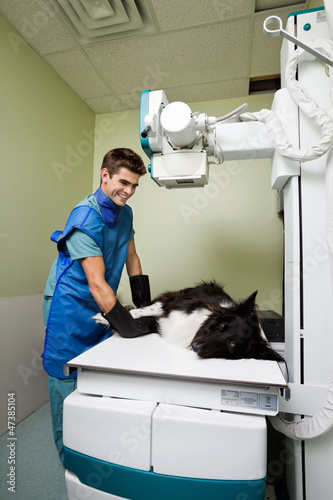 Photo: X-ray of Dog at Vet Clinic X-ray of Dog at Vet Clinic