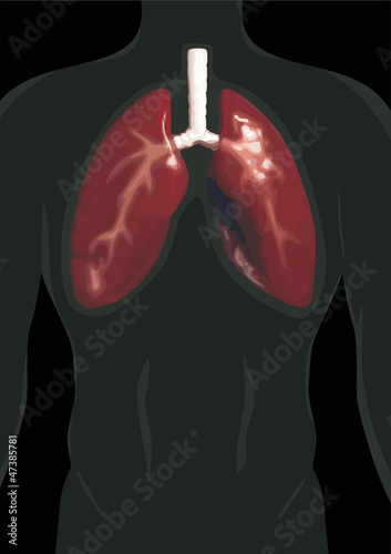 Vector: lungs vector lungs vector
