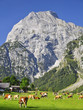 Almabtrieb bei Pertisau