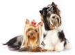 Beaver Yorkshire Terrier