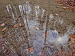 Laub, Wasser, Spiegelung