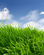 Grass