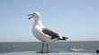 seagull flying away