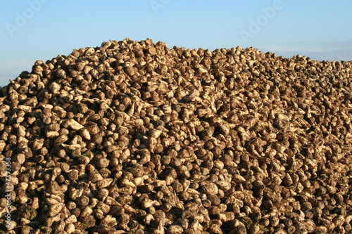 Photo: Betteraves Betteraves