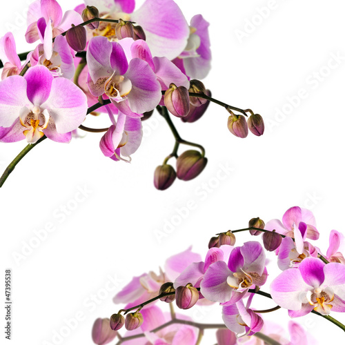 Fototapeta Bouquets of orchids (light pink) isloated on white background