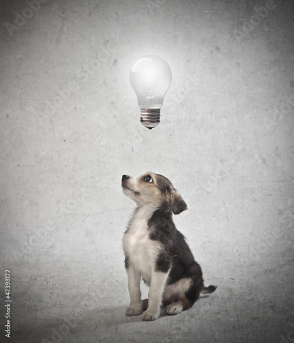 Photo: Dog Idea Dog Idea