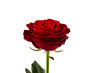 Rote Rose. Zeichen der Liebe
