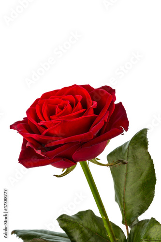 Photo: Rote Rose. Zeichen der Liebe Rote Rose. Zeichen der Liebe