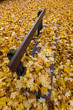 Gelbe Blätter im Herbst