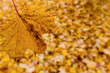 Gelbe Blätter im Herbst