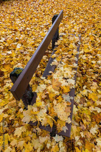 Photo: Gelbe Blätter im Herbst Gelbe Blätter im Herbst