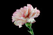Pink carnation (dianthus caryophyllus) close up