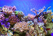 Underwater life