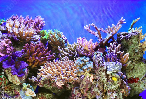 Photo: Underwater life Underwater life
