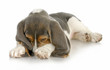 cute puppy