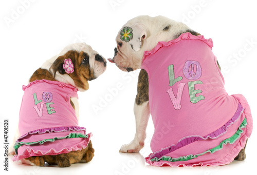Photo: puppy love puppy love
