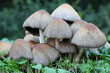 Funghetti nel prato - Mushrooms in the grass