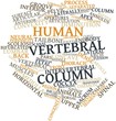 Word cloud for Human vertebral column