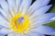 Detaily fotografie Close up of blue water lily