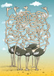 Ostriches Maze Game