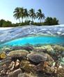 Tropical Reef - Maldives