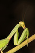 closeup of mantis