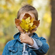 Foto: Bouquet de feuilles d'automne Bouquet de feuilles d'automne
