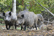 Wildschwein