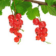 red currant isolated on white background