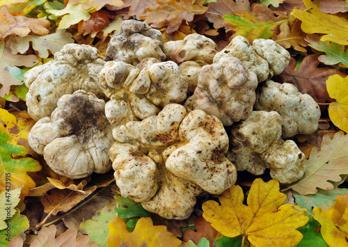 Photo: white truffles white truffles