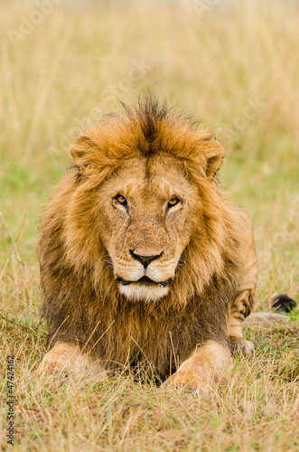Photo: Male lion stare Male lion stare